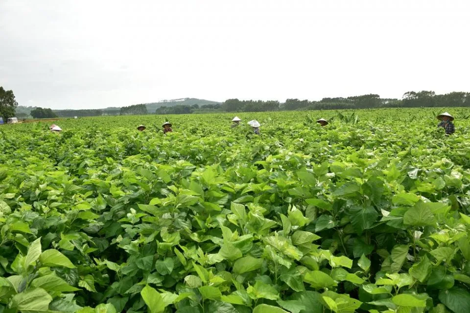 Mulberry field connected to silk raw material sourcing